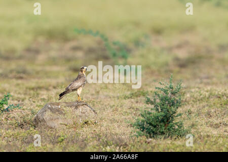 White-eyed Bussard bei Solapur, Maharashtra, Indien Stockfoto