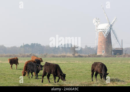 Vintage Landwirtschaft. Freilandhaltung grasende Kühe mit windmühle Hintergrund. Bäuerliche Landwirtschaft Norfolk UK. Vieh roaming Felder, die von der Norfolk Broads im Osten ein Stockfoto