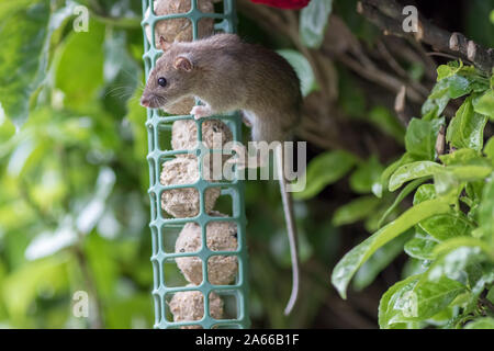 Junge Ratte oder Maus stehlen Essen vom Garden Bird Feeder. Süße Tierwelt oder Ungeziefer um einen Schädling handelt. Fat Kugeln zieht ungebetenen Nagetier Gast. Natur Bild eines Stockfoto