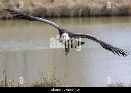 Geier im Flug. Ruppells Gänsegeier (Tylose in rueppelli) scavenger Vogel in Richtung Kamera fliegen. Geier mit ausgebreiteten Flügeln die Kamera in Lo Stockfoto