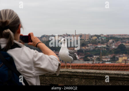 Frau Tourist, Bild von Vogel in Porto, Portugal, Europa Stockfoto