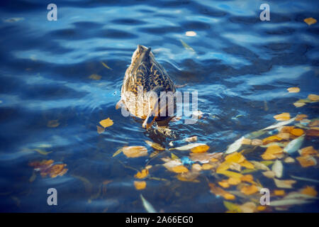 Eine schöne weibliche Wilde Ente schwimmt in einem klaren blauen Teich, in dem die Blätter im Herbst fallen. Stockfoto