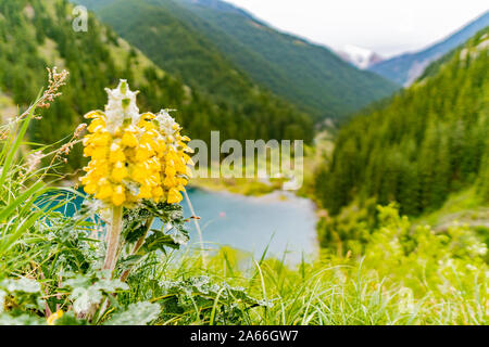 Bleiben Sie Kolsai Seen Atemberaubend malerischen Panoramablick auf die Landschaft Blume Blick an einem bewölkten Himmel Tag Stockfoto