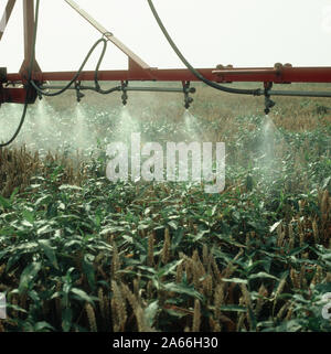 Spritzen Weizen vor der Ernte amphibischen bistort (persicaria Amphibia) Unkräuter durch den Anbau zu kontrollieren Stockfoto