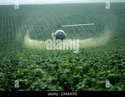 Bell helicopter Spritzen eine Kartoffelernte mit Trace Element Dünger und ein Fungizid gegen Kraut- und Knollenfäule, Hampshire Stockfoto