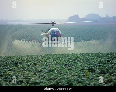 Bell helicopter Spritzen eine Kartoffelernte mit Trace Element Dünger und ein Fungizid gegen Kraut- und Knollenfäule, Hampshire Stockfoto