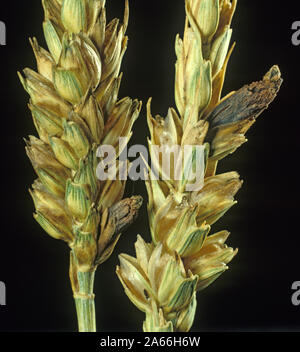 Mutterkorn (Claviceps purpurea) ergots Austausch Körner in einem reifenden Weizen Ohr Stockfoto