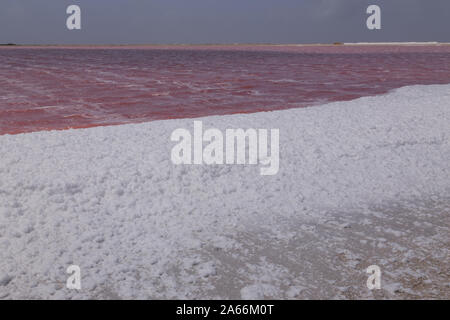 Rose Karibik salt lake Bonaire Insel Karibik Niederländische Antillen Stockfoto