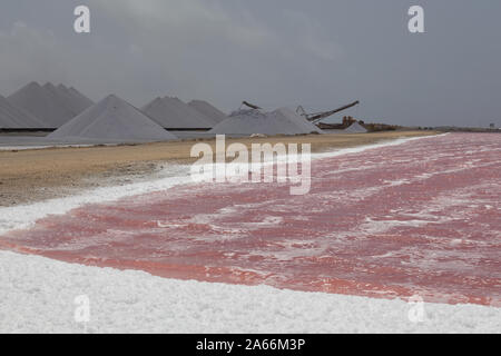 Rose Karibik salt lake Bonaire Insel Karibik Niederländische Antillen Stockfoto