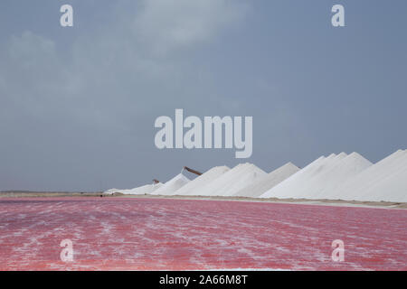 Rose Karibik salt lake Bonaire Insel Karibik Niederländische Antillen Stockfoto