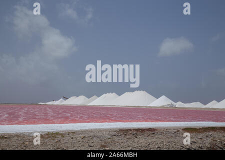 Rose Karibik salt lake Bonaire Insel Karibik Niederländische Antillen Stockfoto