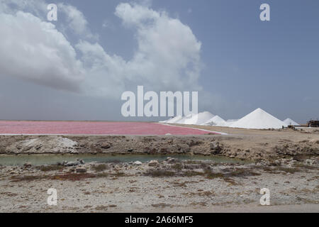 Rose Karibik salt lake Bonaire Insel Karibik Niederländische Antillen Stockfoto