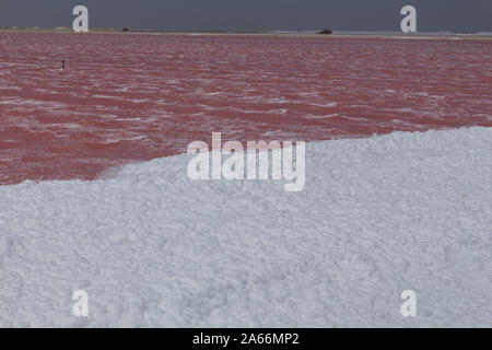 Rose Karibik salt lake Bonaire Insel Karibik Niederländische Antillen Stockfoto