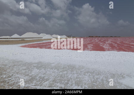 Rose Karibik salt lake Bonaire Insel Karibik Niederländische Antillen Stockfoto