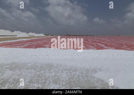 Rose Karibik salt lake Bonaire Insel Karibik Niederländische Antillen Stockfoto