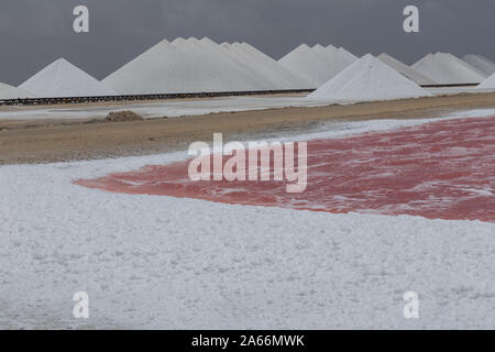 Rose Karibik salt lake Bonaire Insel Karibik Niederländische Antillen Stockfoto