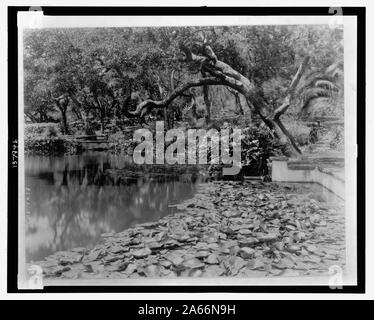 Seerosen, calla Lilien und Kalifornien leben Eichen entlang der Kante von einem Teich in der Residenz des Miss Lolita Rüstung, Santa Barbara, Kalifornien wächst Stockfoto