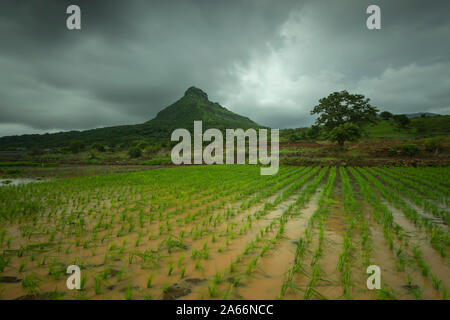 Anzeigen von Tikona fort aus pawna See, Pune, Maharashtra, Indien Stockfoto