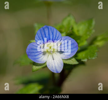 Nahaufnahme des gemeinsamen Feld speedwell Stockfoto