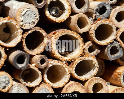 Mason Bees an ein Insekt Hotel im Frühjahr Stockfoto