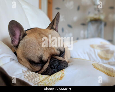 Französische Bulldogge Hund schlafend auf der Couch Stockfoto