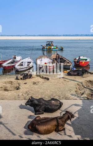 Indien, Uttar Pradesh, Varanasi, Kühe sittingon Ufer des Ganges Stockfoto