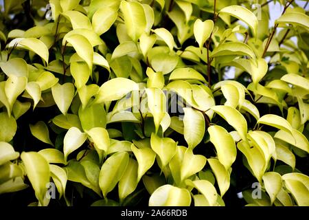 Snap von schöne dekorative Pflanze Stockfoto