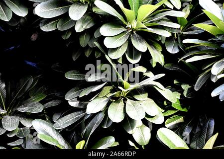 Snap von schöne dekorative Pflanze Stockfoto