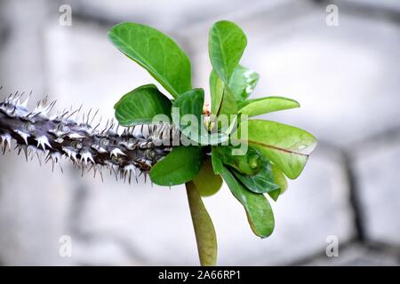 Snap von schöne dekorative Pflanze Stockfoto