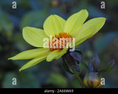 Nahaufnahme von einem gelben Dahlie 'Bischof von York' Blüte und Knospe in einem Garten Stockfoto