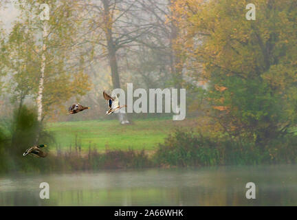 Eine Gruppe von Enten teilweise durch Bäume nimmt Flug über einen See im Nebel Stockfoto