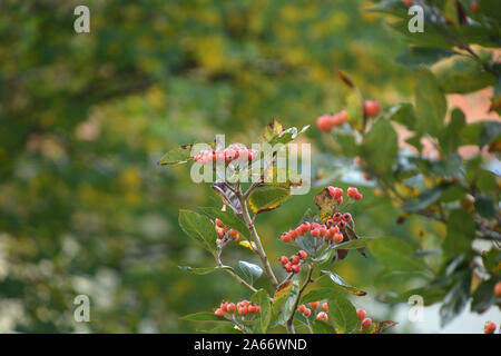 Firethorn Zweig mit orangefarbenen Beeren Detail shot, holzbär oder firethorn Pflanze mit leuchtend orange-roten Beeren Stockfoto