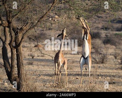 Gerenuk, Litocranius walleri, Paar Säugetiere, Kenia, September 2019 Stockfoto