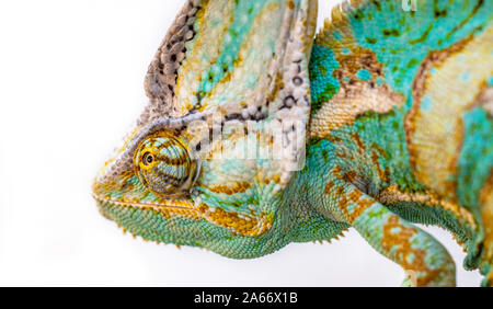 Chameleon Kopf auf einem weißen Hintergrund geschnitzt Stockfoto