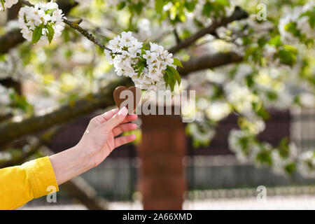 Das Mädchen hält das Herz in den Händen das Herz in der Hand. Konzept der gesunden, Liebe, Orgel, Spender, der Hoffnung und der Kardiologie Spende. Valentines Tag Karte. Givin Stockfoto