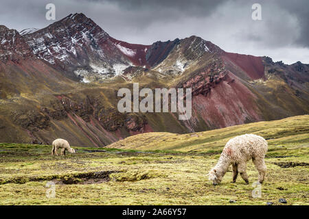 Lamas in der Nähe von Rainbow Berg, Cusco Region, Peru Stockfoto