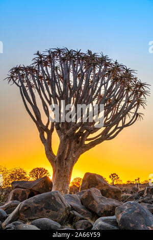 Der Köcherbaum oder Aloidendron dichotomum, Köcherbaumwald, Keetmanshoop, Namibia Stockfoto