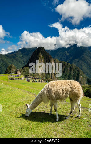 Llama Beweidung auf historischen Inka Machu Picchu auf dem Berg in den Anden, Cusco Region, Peru Stockfoto