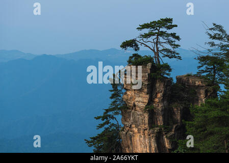 Ein kleiner Baum steht auf einem Felsen in Zhangjiajie National Forest Park in der Provinz Hunan, China. Stockfoto