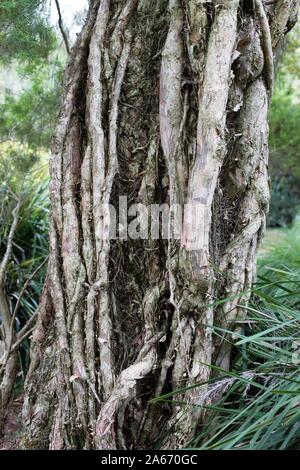 Melaleuca linariifolia, allgemein bekannt als Schnee-im-Sommer, schmal-leaved paperbark und Flachs-leaved Paperbark. Stockfoto