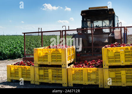 Reifen grosse rote Paprika auf dem Traktor in einer Farm. Close-up Paprika und landwirtschaftlichen Flächen. Stockfoto