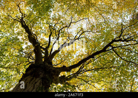 Baumkronen mit Laubfärbung im frühen Herbst Stockfoto