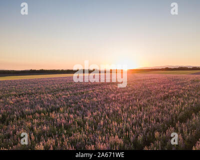 Luftaufnahme von Lavendel Felder in das Plateau von Valensole, Provence, Frankreich Stockfoto