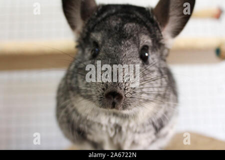 Sehr süße chinchilla Haustier Nager im Käfig zu Hause Stockfoto