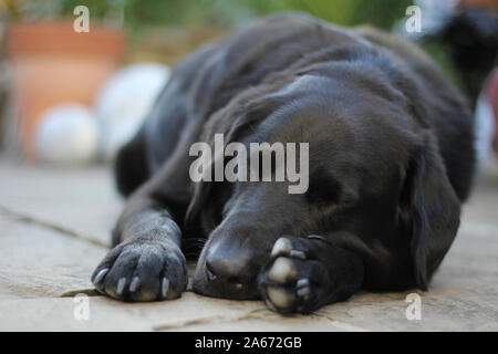 Schwarzer Labrador, collie schlafen im Garten Stockfoto