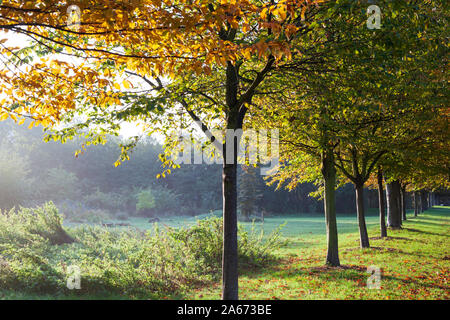 Zeile der herbstlichen Bäume in Angaben zum Park, Hackney, East London, London, England, Vereinigtes Königreich, Europa Stockfoto