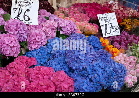 Bunte Blumen für den Verkauf an der Columbia Road Blumenmarkt, Columbia Road, Bethnal Green, East London, London, England, Vereinigtes Königreich, Europa Stockfoto