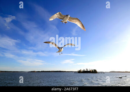 Junge Larus fuscus Möwen gegen den blauen Himmel an einem sonnigen Tag. Die Vögel sind nach der Fähre in der Hoffnung genährt zu werden. Helsinki, Finnland. Oktober 2019. Stockfoto