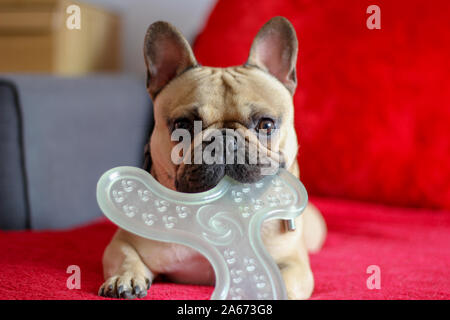 Französische Bulldogge auf roter Decke mit Hund Spielzeug in den Mund Stockfoto