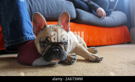 Französische Bulldogge Welpen ruht auf Besitzer Fuß Stockfoto